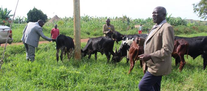 The RDC and LCV chairman inspecting NUSAF 3 bulls procured for ox-traction during the launch of the projects at Mboira Primary school on November 18,2019 RDC Peter Debele and LCV Charles Ntairehoki